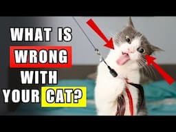 Cats Do The Strangest Things And Here’s Why! 20 Behaviors Explained