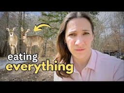 deer are destroying everything