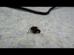 Birds, Bees & Spiders in Japan