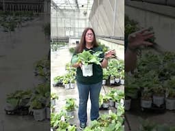 Plant Of The Day: Shadowland® 'Diamond Lake' Tut 30% Off (June 12, 2025)