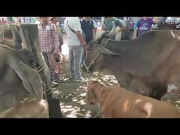 Vacas buenas en El Tránsito San Miguel El Salvador On