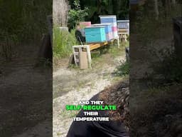 How bees regulate their temperature in hot Florida ☀️