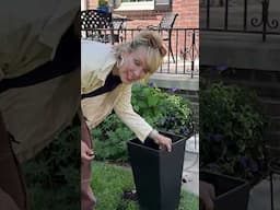 Container Mishap #cottagegarden #garden #gardendelight #greenthumb #betterboxwood