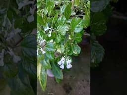 Dolar Variegato Uma Planta de  Simples Cultivo#shortsvideo