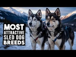 10 Most Attractive Sled Dog Breeds