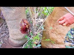 Pus squirts from a Gross abscess on an Elephant's leg as heroes in the wild provide treatment