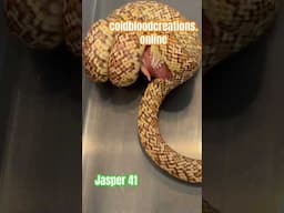 Jasper 41 kingsnake from Cold Blood Creations #coldbloodcreations #snake #kingsnake