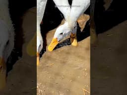 What are these ducks doing?￼