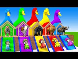 Long Slide Game With Elephant Gorilla Buffalo Hippopotamus Tiger - 3d Animal Game - Funny 3d Animals