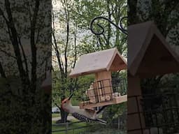 Bird Watching In Maryland #birds #birds #maryland