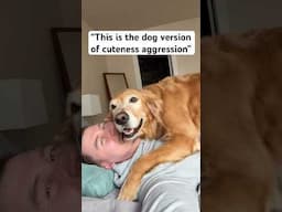 Do dogs get cuteness aggression toward their humans? 🤣