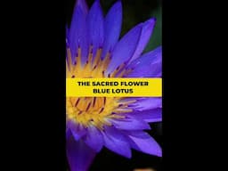 The Sacred Flower