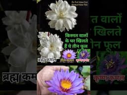 Growing Brahma Kamal, Neel kamal and Krishna Kamal #brahmakamal #containergardening #terracegarden