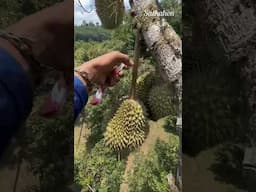 What an amazing skill! #food #fyp #foryou #shorts #tiktok #viralvideo #satkahon