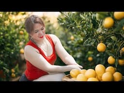 Harvesting Grapefruit & Goes to Market Sell | Ripe Grapefruit - Hands Tired Of Picking!