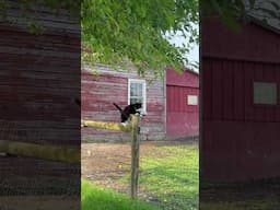 To Flee A Mockingbird. Zip Has Met His Match. Babies In The Tree