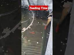 FEEDING TIME