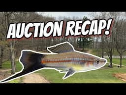 Let's Talk About SW Michigan Aquarium Society Auction and My New Fish