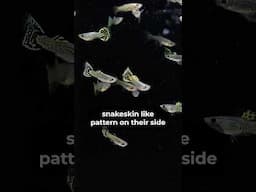 Green Cobra Guppy | Green Guppies
