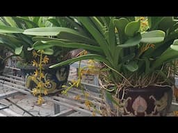 em tách tp trí vip, khoa mai, ts, hnhg, tiên sơn, xích long, đỏ mỹ cánh bầu, sọc qtk..@916594695