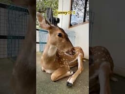 Real Life Bambi