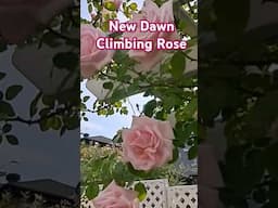 New Dawn Climbing Rose | Best Winter Hardy Rose #rose #garden #rosegardening