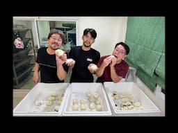 ตัดไข่งูเหลือมด่าง&เผือก🐍