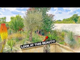 Mediterranean Fire Pit Garden Tour & Exotic Plant Update May 2025