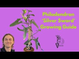 Philodendron 'Silver Sword' Complete Growing Instructions - Philodendron hastatum