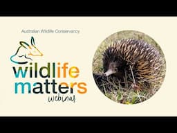 Wandiyali: restoring woodland wildlife in south-eastern NSW