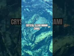 Crystal Clear Miami Canal Water
