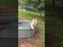 Khaleesi Tiger heads straight for a dip in the pool as soon as staff and interns finish cleaning it