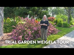 Which Weigela is Right For You?