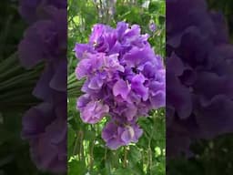 The only way is up! Sweet Peas growing wildly (17 April 2025)
