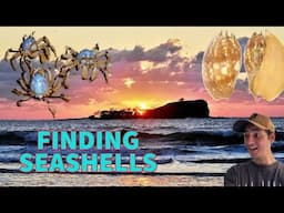 FINDING SEASHELLS IN HERVEY BAY! JACKPOT SEASHELLS AT LOW TIDE, HUGE SHARK SPOTTED AT AN ISLAND!