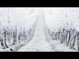 This Frost That Killed Thousands Is Still A Mystery