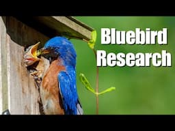 Bluebird Research