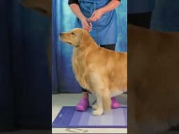 Setting Up for the Perfect Stack  #dogcompetitions #dogtraining #dogshow #grooming #dogcoach