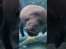 For those that need a Manatee boop to get them through the day