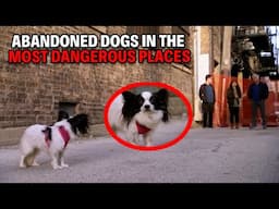 Rescuing Dogs Abandoned in the Most Dangerous Parts of the City | Dog Nation Throwbacks