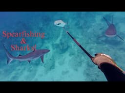 Spearfishing Permit & Shark Dive Danger (Day 21/100 Day Water World Challenge)