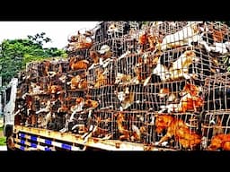 USA Vets Free 450 Dogs From Korean Dog Meat Farm This is K9 Global Rescue In Action!
