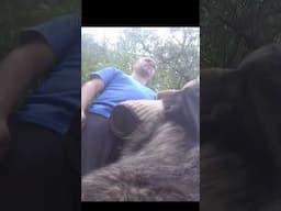 Dutch Shepherd Dog attack!    #dutchshepherd   #dogattack   #dogwork