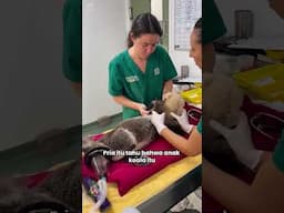 Koala Yang Membutuhkan Pertolongan 🐨😭😱🥰