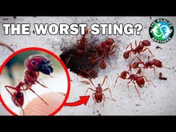 The Insane Biology of: Florida's Most Venomous Insect (ft. @MyWildBackyard)