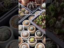 Growth Rate of Seed Grown Cacti 🌵 Astrophytum