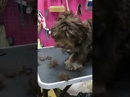 This is Why Puppies Should have a #NonClipper Appointment First