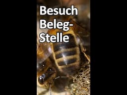 Besuch Bienen-Belegstelle habt Ihr Lust? #shorts