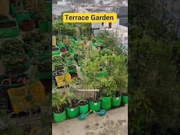 Terrace garden #gardening #terracegardenindia #terracegardening