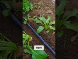 Thinning Seedlings: The BEST Time to Do It!